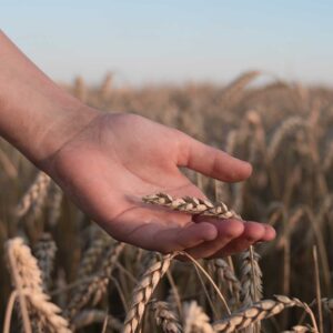 Our Part in the Harvest: Saving the Lost Our Part in the Harvest: Saving the Lost