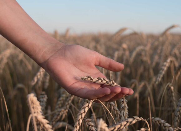 Our Part in the Harvest: Saving the Lost